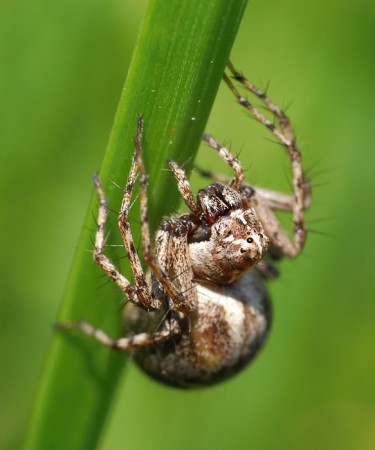 Oxyopes ramosus female